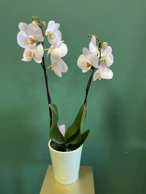 Orchidée blanche et son cache pot copie
