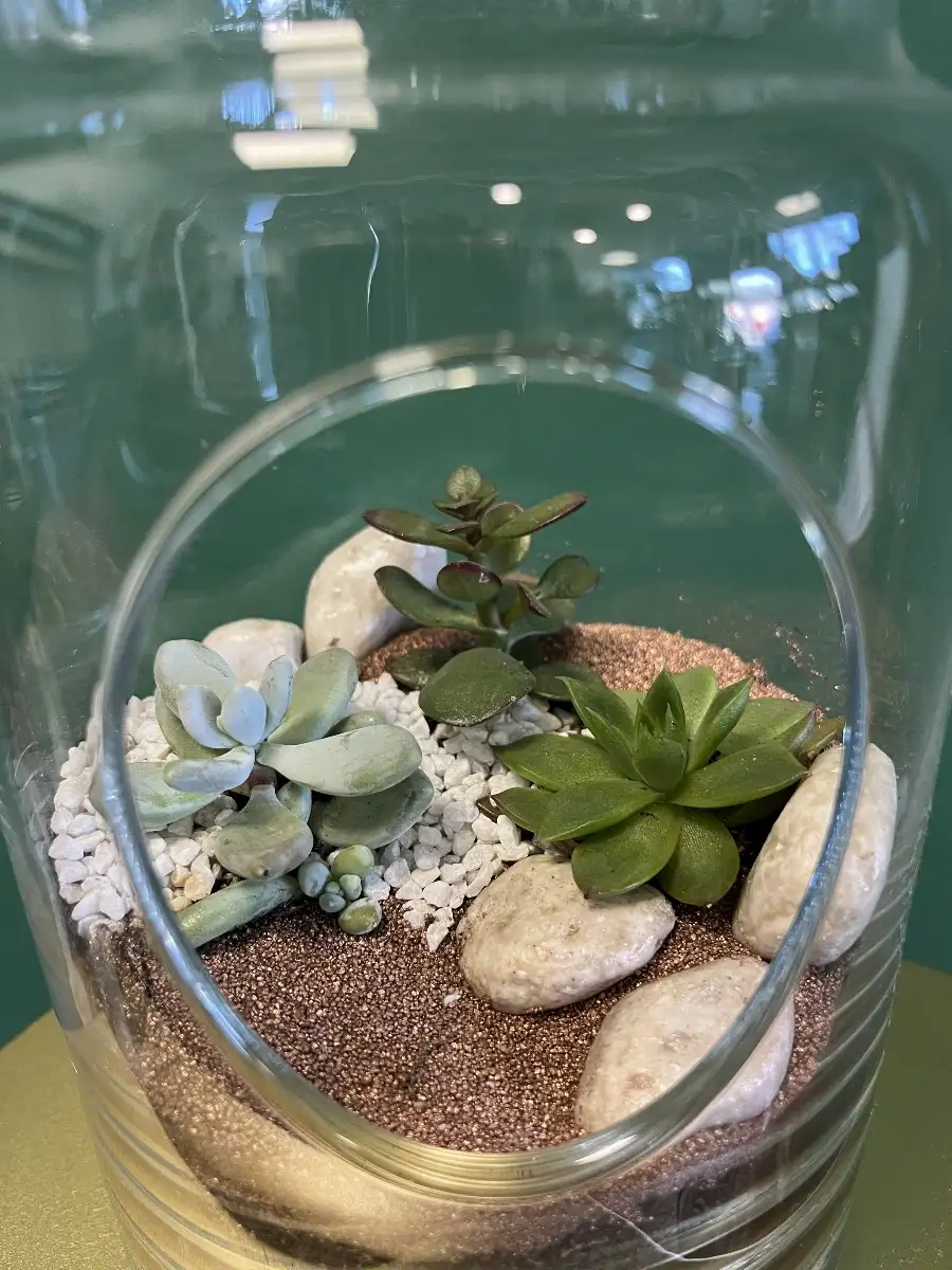 Plantes grasses en bouteille – Image 3